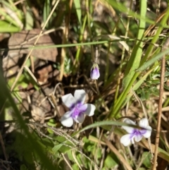 Viola hederacea (Ivy-leaved Violet) at Kosciuszko National Park - 29 Dec 2021 by Jubeyjubes