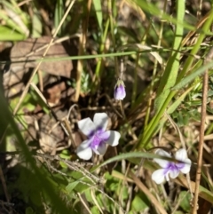 Viola hederacea (Ivy-leaved Violet) at Pilot Wilderness, NSW - 28 Dec 2021 by Jubeyjubes