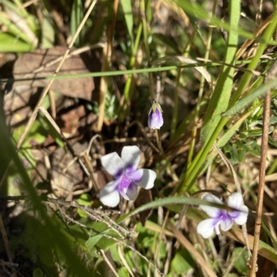 Viola hederacea (Ivy-leaved Violet) at Pilot Wilderness, NSW - 28 Dec 2021 by Jubeyjubes