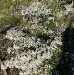 Olearia erubescens (Silky Daisybush) at Kosciuszko National Park - 29 Dec 2021 by Jubeyjubes