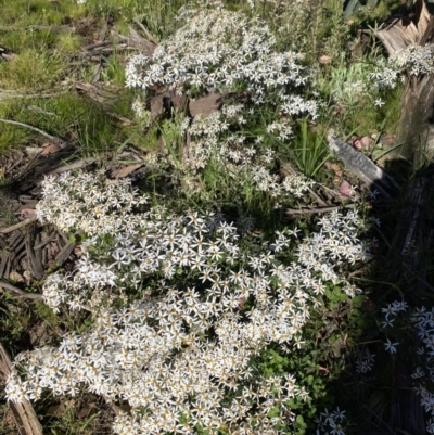 Olearia erubescens (Silky Daisybush) at Pilot Wilderness, NSW - 28 Dec 2021 by Jubeyjubes