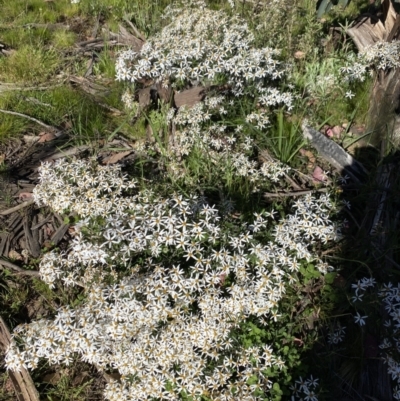 Olearia erubescens (Silky Daisybush) at Kosciuszko National Park - 29 Dec 2021 by Jubeyjubes