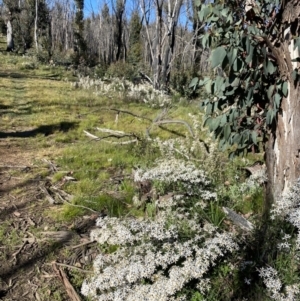 Olearia erubescens at Kosciuszko National Park - 29 Dec 2021 08:34 AM