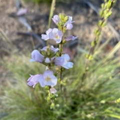Euphrasia collina subsp. paludosa at Kosciuszko National Park - 29 Dec 2021 by Jubeyjubes