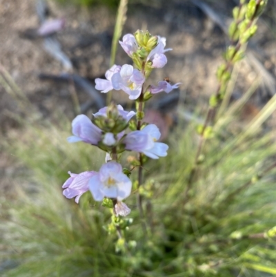 Euphrasia collina subsp. paludosa at Kosciuszko National Park - 29 Dec 2021 by Jubeyjubes