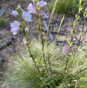 Euphrasia collina subsp. paludosa at Kosciuszko National Park - 29 Dec 2021 08:45 AM