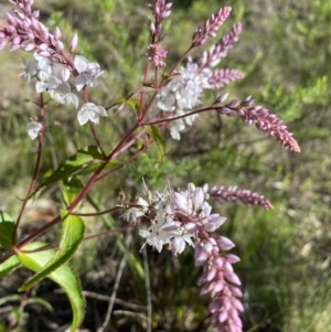 Veronica derwentiana subsp. derwentiana at Kosciuszko National Park - 29 Dec 2021