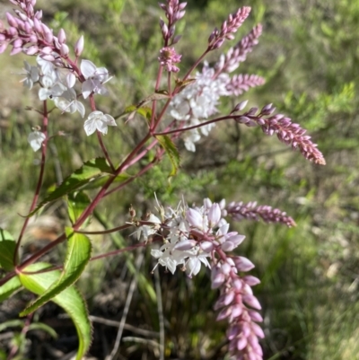 Veronica derwentiana subsp. derwentiana (Derwent Speedwell) at Pilot Wilderness, NSW - 28 Dec 2021 by Jubeyjubes