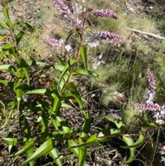 Veronica derwentiana subsp. derwentiana at Kosciuszko National Park - 29 Dec 2021