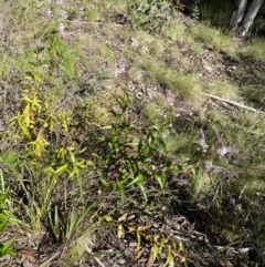 Veronica derwentiana subsp. derwentiana at Kosciuszko National Park - 29 Dec 2021