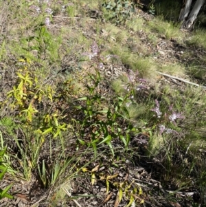 Veronica derwentiana subsp. derwentiana at Kosciuszko National Park - 29 Dec 2021