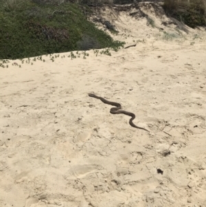 Pseudonaja textilis at Bermagui, NSW - 18 Nov 2023 01:05 PM