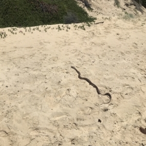 Pseudonaja textilis at Bermagui, NSW - 18 Nov 2023