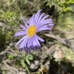 Brachyscome spathulata (Coarse Daisy, Spoon-leaved Daisy) at Kosciuszko National Park - 29 Dec 2021 by Jubeyjubes