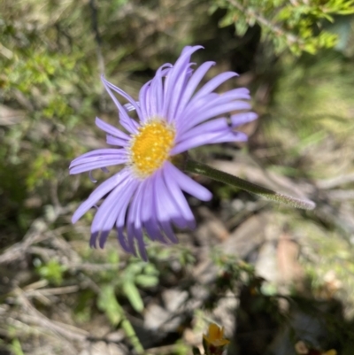 Brachyscome spathulata (Coarse Daisy, Spoon-leaved Daisy) at Kosciuszko National Park - 28 Dec 2021 by Jubeyjubes