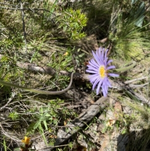 Brachyscome spathulata at Kosciuszko National Park - 29 Dec 2021 10:36 AM