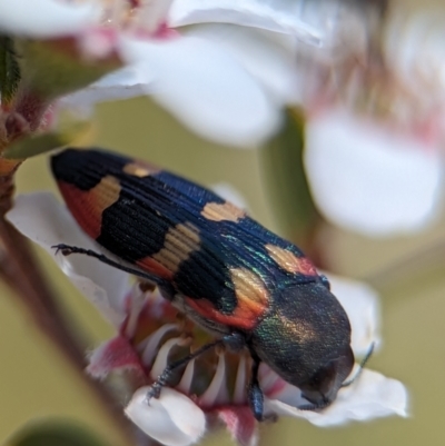 Castiarina sexplagiata (Jewel beetle) at Piney Ridge - 17 Nov 2023 by Miranda