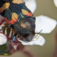 Castiarina sexplagiata at Block 402 - 18 Nov 2023