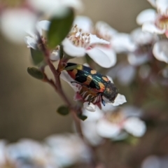 Castiarina sexplagiata at Block 402 - 18 Nov 2023