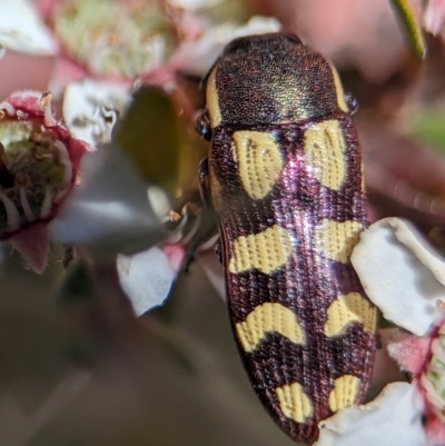 Castiarina decemmaculata (Ten-spot Jewel Beetle) at Piney Ridge - 17 Nov 2023 by Miranda