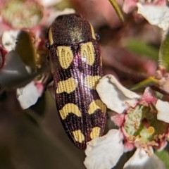 Castiarina decemmaculata at Bluetts Block (402, 403, 12, 11) - 18 Nov 2023