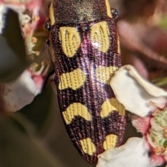 Castiarina decemmaculata at Bluetts Block (402, 403, 12, 11) - 18 Nov 2023