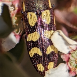 Castiarina decemmaculata at Bluetts Block (402, 403, 12, 11) - 18 Nov 2023