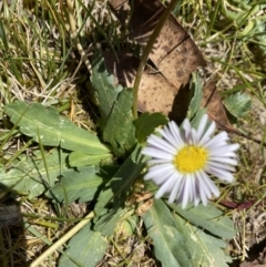 Brachyscome decipiens (Field Daisy) at Kosciuszko National Park - 29 Dec 2021 by Jubeyjubes