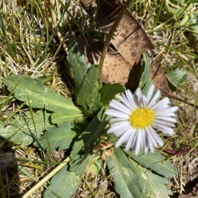 Brachyscome decipiens (Field Daisy) at Pilot Wilderness, NSW - 29 Dec 2021 by Jubeyjubes