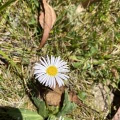 Brachyscome decipiens at Kosciuszko National Park - 29 Dec 2021