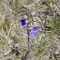 Thelymitra simulata (Graceful Sun-orchid) at Pilot Wilderness, NSW - 29 Dec 2021 by Jubeyjubes