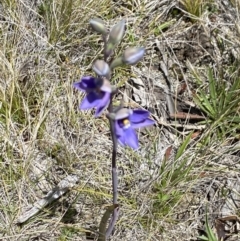 Thelymitra simulata (Graceful Sun-orchid) at Kosciuszko National Park - 29 Dec 2021 by Jubeyjubes