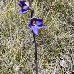 Thelymitra simulata at Kosciuszko National Park - 29 Dec 2021