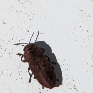 Anilara sp. (genus) at Bluetts Block (402, 403, 12, 11) - 18 Nov 2023