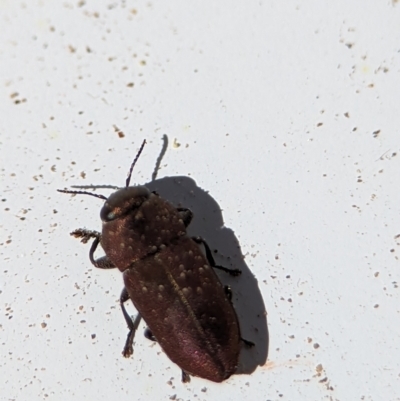 Anilara sp. (genus) (A jewel beetle) at Piney Ridge - 17 Nov 2023 by Miranda