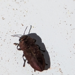 Anilara sp. (genus) (A jewel beetle) at Bluetts Block Area - 17 Nov 2023 by Miranda