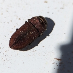 Anilara sp. (genus) at Bluetts Block (402, 403, 12, 11) - 18 Nov 2023