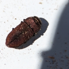 Anilara sp. (genus) at Bluetts Block (402, 403, 12, 11) - 18 Nov 2023