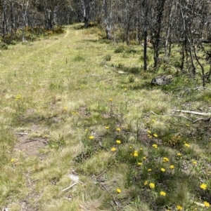 Podolepis sp. at Kosciuszko National Park - 29 Dec 2021