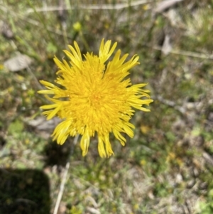 Podolepis sp. at Kosciuszko National Park - 29 Dec 2021