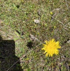 Podolepis sp. at Kosciuszko National Park - 29 Dec 2021