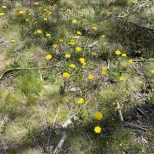 Podolepis sp. at Kosciuszko National Park - 29 Dec 2021