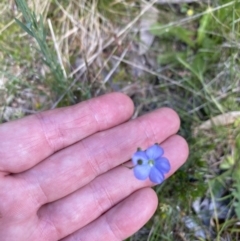 Linum marginale (Native Flax) at Pilot Wilderness, NSW - 29 Dec 2021 by Jubeyjubes