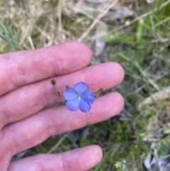 Linum marginale at Kosciuszko National Park - 29 Dec 2021