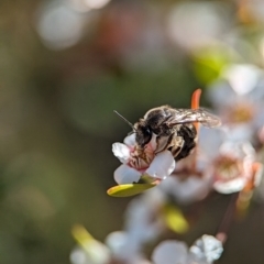 Lasioglossum (Chilalictus) sp. (genus & subgenus) (Halictid bee) at Block 402 - 17 Nov 2023 by Miranda