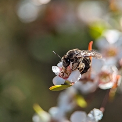 Lasioglossum (Chilalictus) sp. (genus & subgenus) (Halictid bee) at Stromlo, ACT - 17 Nov 2023 by Miranda