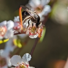 Lasioglossum (Chilalictus) sp. (genus & subgenus) at Block 402 - 18 Nov 2023