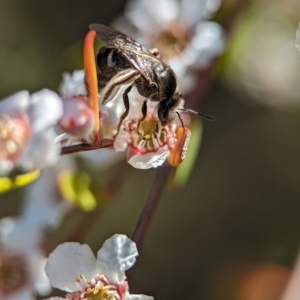 Lasioglossum (Chilalictus) sp. (genus & subgenus) at Bluetts Block (402, 403, 12, 11) - 18 Nov 2023 09:44 AM