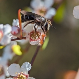 Lasioglossum (Chilalictus) sp. (genus & subgenus) at Block 402 - 18 Nov 2023