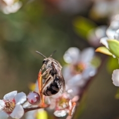 Lasioglossum (Chilalictus) sp. (genus & subgenus) at Bluetts Block (402, 403, 12, 11) - 18 Nov 2023 09:44 AM